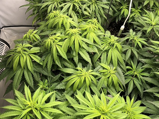 Growreport Bild 3