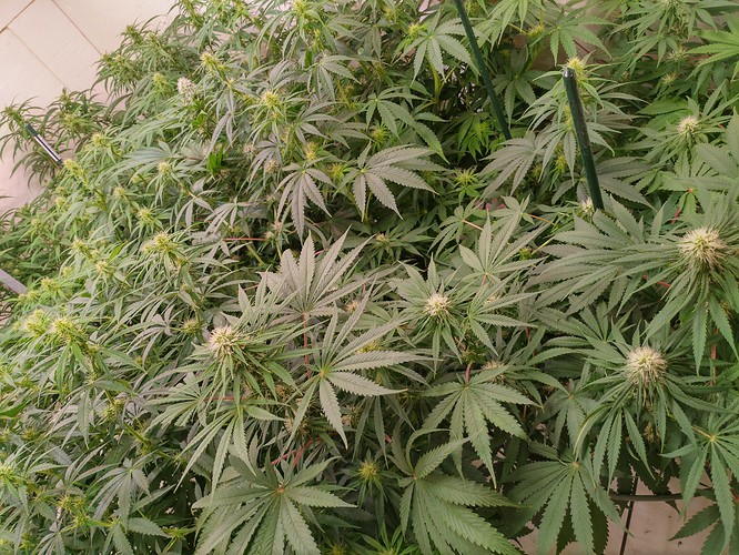 Growreport Bild 13