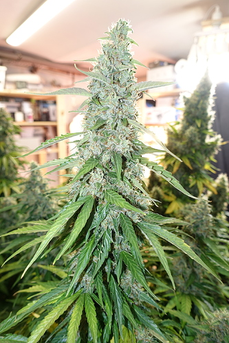 Growreport Bild 26