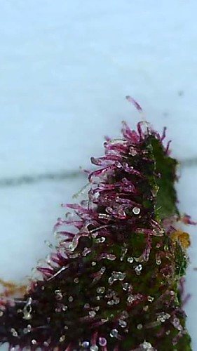 Growreport Bild 4