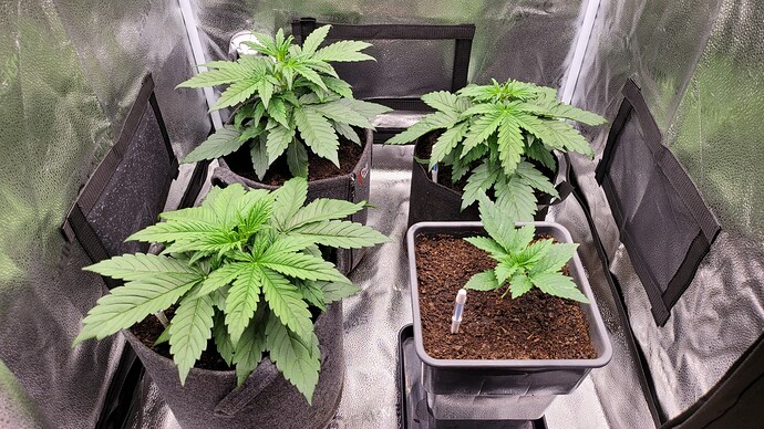 Growreport Bild 175