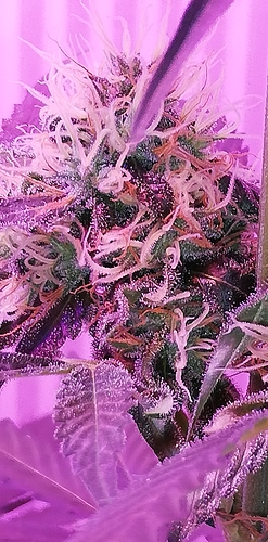 Growreport Bild 2