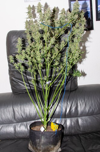 Growreport Bild 6