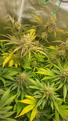 Growreport Bild 8