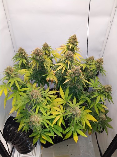 Growreport Bild 8
