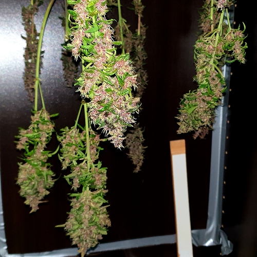 Growreport Bild 3