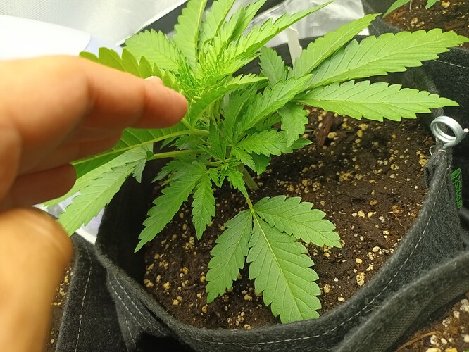 Growreport Bild 12