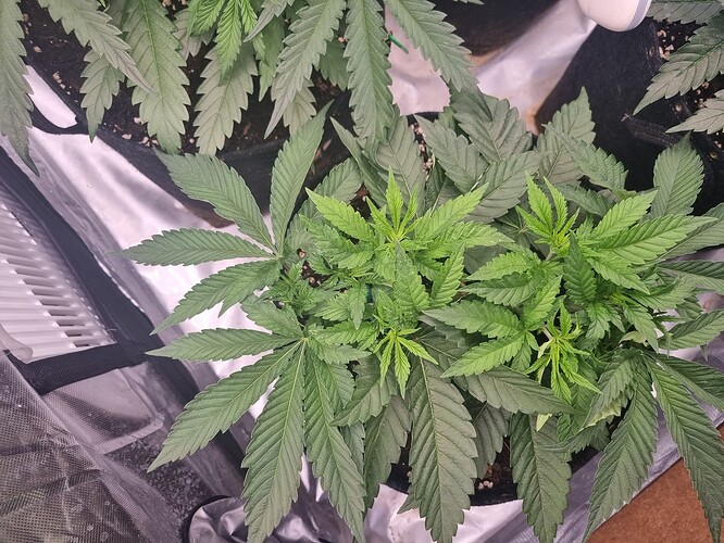 Growreport Bild 39