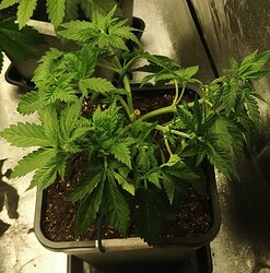Growreport Bild 4