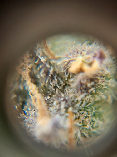 Growreport Bild 8