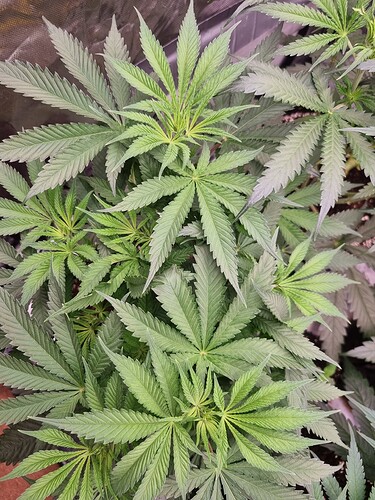 Growreport Bild 1