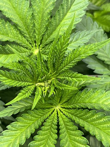 Growreport Bild 7