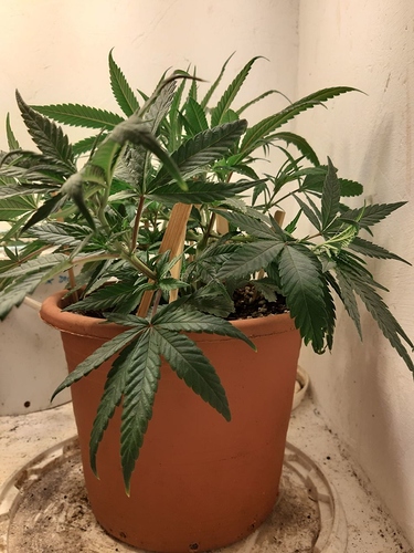 Growreport Bild 4