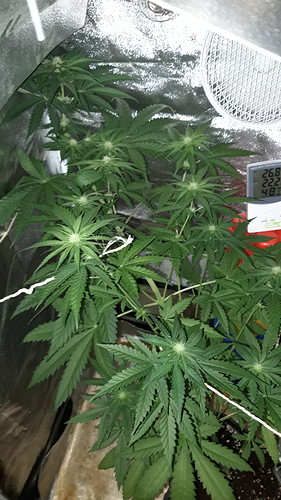 Growreport Bild 8
