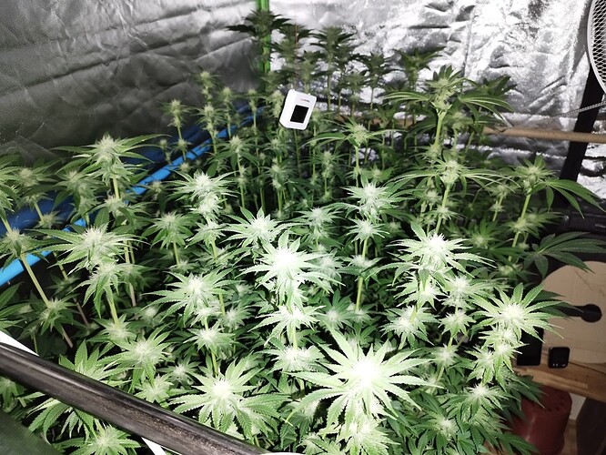 Growreport Bild 6