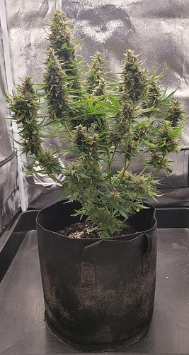Growreport Bild 3