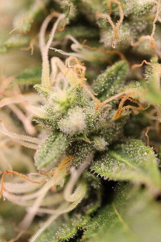 Growreport Bild 7