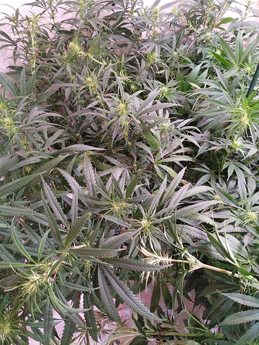Growreport Bild 16