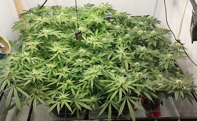 IMG_20221010_204823_578