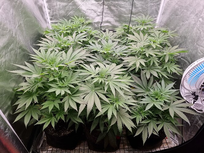 Growreport Bild 45