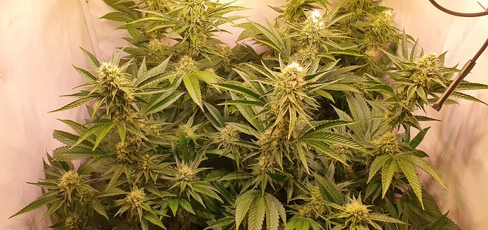 Growreport Bild 10