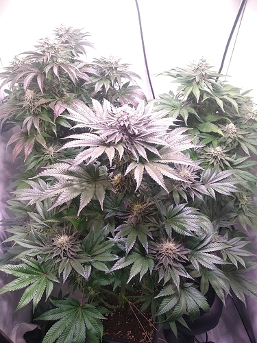 Growreport Bild 6
