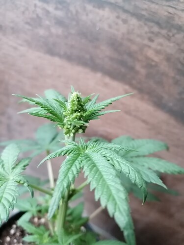Growreport Bild 2