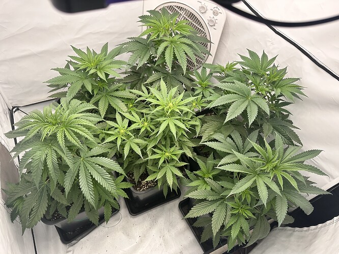 Growreport Bild 1