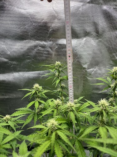 Growreport Bild 6