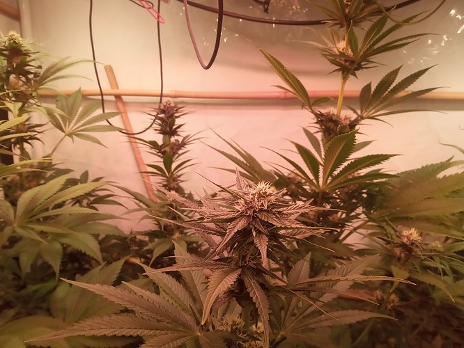 Growreport Bild 36