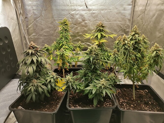 Growreport Bild 1