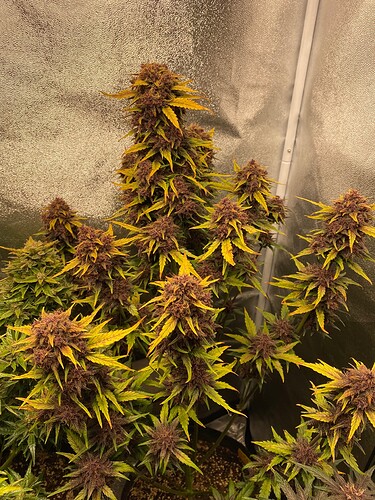 Growreport Bild 4