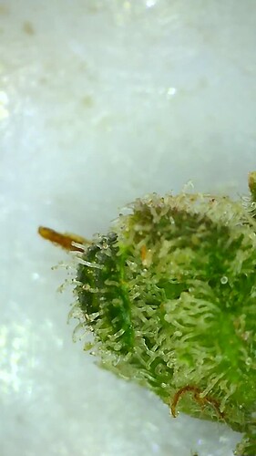 Growreport Bild 6