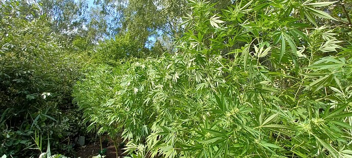 Growreport Bild 2