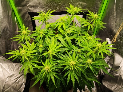 Growreport Bild 2