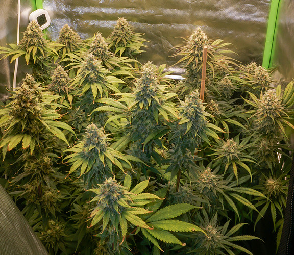 Growreport Bild 4