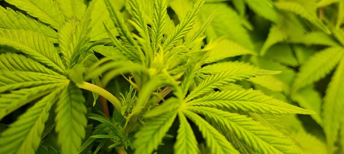 Growreport Bild 13