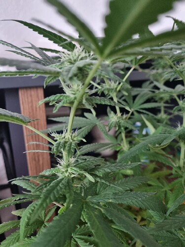 Growreport Bild 3