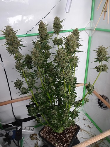 Growreport Bild 14