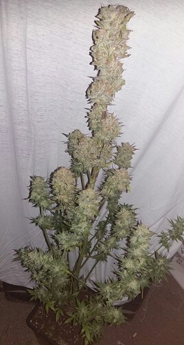 Growreport Bild 4