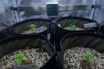 Vier junge Cannabispflanzen in Stofftöpfen, eine davon mit dem Namensschild 'CAITLIN' und eine mit 'CARLOTTA'. Ein Hygrometer zeigt 27,9°C und 53% Luftfeuchtigkeit an.
