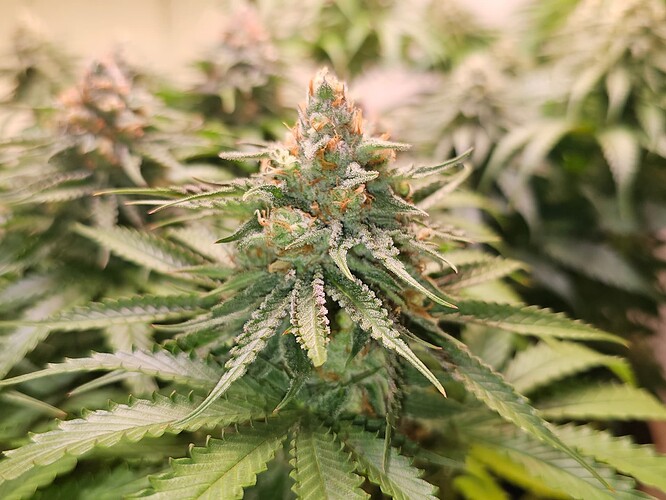 Growreport Bild 19