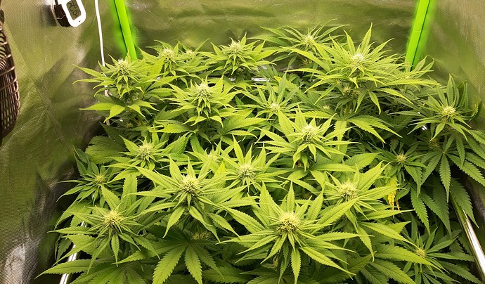 Growreport Bild 1