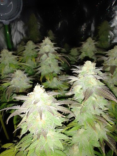 Growreport Bild 2