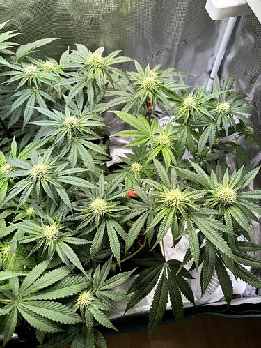 Growreport Bild 13
