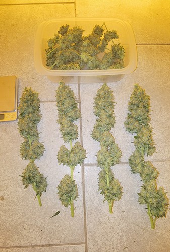 Growreport Bild 6