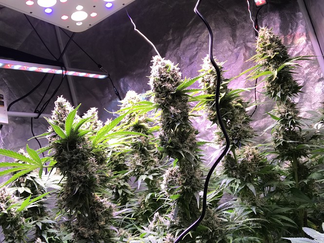 Growreport Bild 9