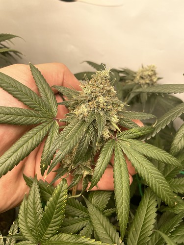 Growreport Bild 20