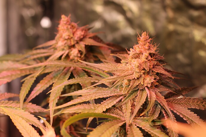 Growreport Bild 26