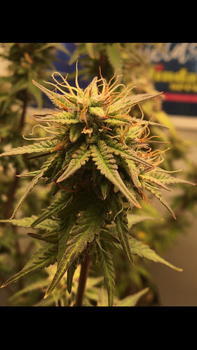 Growreport Bild 10